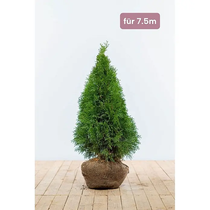 Heijnen Pflanzen Lebensbaum 60-80 cm - 23 St. für 7.5 Meter - Thuja occidentalis 'Smaragd', Topfgröße: 20 cm, Aktuelle Wuchshöhe: 60 cm - 80 cm - Grüner Nadelbaum mit Jute-Wurzelballen, für 7,5m Wuchshöhe.