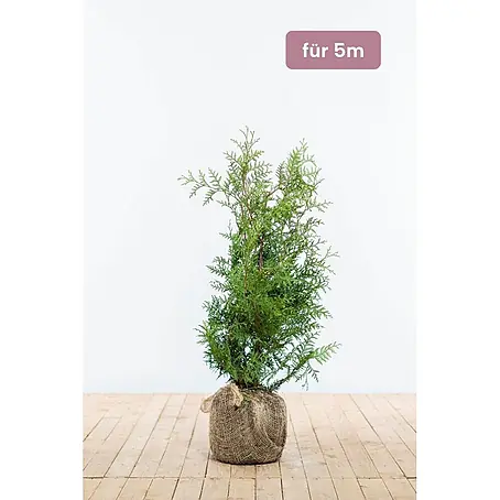Heijnen Pflanzen  Lebensbaum 60-80 cm - 15 St. für 5 Meter
