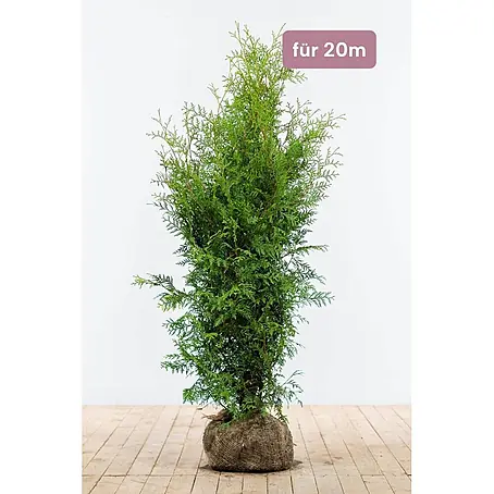 Heijnen Pflanzen  Lebensbaum 120-140 cm - 50 St. für 20 Meter