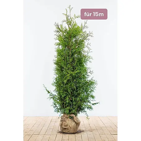 Heijnen Pflanzen  Lebensbaum 140-160 cm - 38 St. für 15 Meter