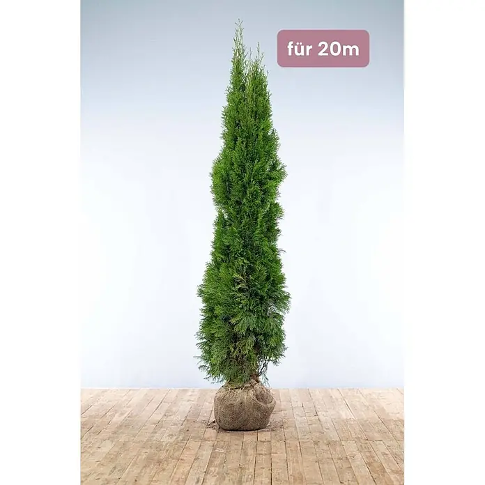 Heijnen Pflanzen Lebensbaum 200-225 cm - 40 St. für 20 Meter - Thuja occidentalis 'Smaragd', Topfgröße: 35 cm, Aktuelle Wuchshöhe: 200 cm - 225 cm - Hoher, leuchtend grüner Nadelbaum mit Wurzelballen in Jutegewebe, geeignet für Projekte bis 20m.