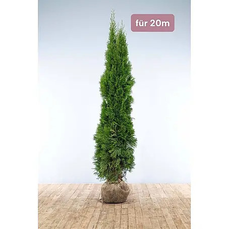 Heijnen Pflanzen  Lebensbaum 200-225 cm - 40 St. für 20 Meter