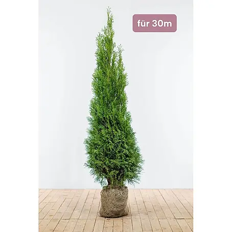 Heijnen Pflanzen  Lebensbaum Thuja 'Smaragd' 160-180 cm für 30 Meter
