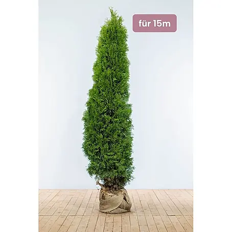 Heijnen Pflanzen  Lebensbaum Thuja 'Smaragd' 180-200 cm für 15 Meter