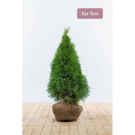 Heijnen Pflanzen  Lebensbaum 60-80 cm - 15 St. für 5 Meter