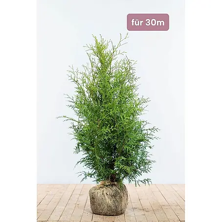 Heijnen Pflanzen  Lebensbaum 80-100 cm - 90 St. für 30 Meter