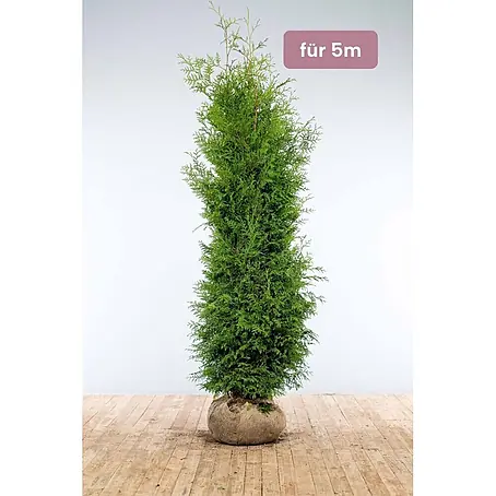 Heijnen Pflanzen  Lebensbaum Thuja 'Brabant' 200-225 cm für 5 Meter