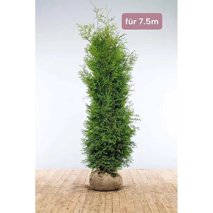 Heijnen Pflanzen Lebensbaum 200-225 cm - 15 St. für 7.5 Meter - Thuja occidentalis 'Brabant', Topfgröße: 35 cm, Aktuelle Wuchshöhe: 200 cm - 225 cm - Große grüne Konifere mit Wurzelballen in Jutestoff, beschriftet mit 'für 7.5m'.
