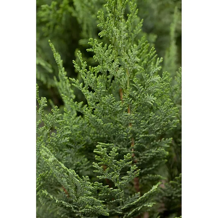 Piardino Blaue Scheinzypresse - Chamaecyparis lawsoniana 'Columnaris', Aktuelle Wuchshöhe: 130 cm - 140 cm - Nahaufnahme von leuchtend grünen, schuppenartigen Nadelbaumblättern.