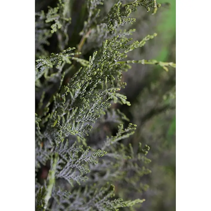 Piardino Blaue Scheinzypresse - Chamaecyparis lawsoniana 'Columnaris', Aktuelle Wuchshöhe: 130 cm - 140 cm - Nahaufnahme von leuchtend grünem, schuppenartigem immergrünem Laub mit matter Textur.