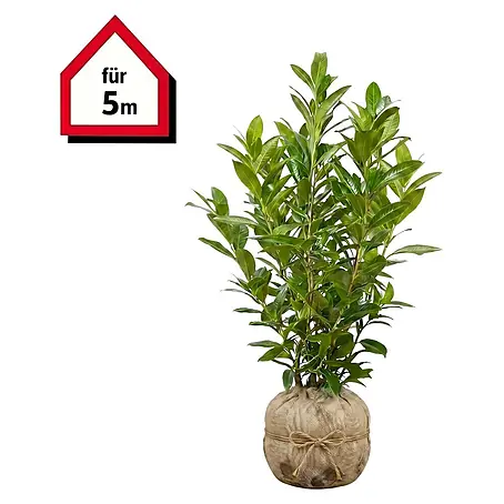Piardino  Kirschlorbeer Caucasica