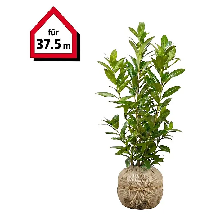 Piardino Kirschlorbeer Caucasica - 80 cm - 100 cm, Prunus laurocerasus 'Caucasica', 75 Stk. - Grüne Pflanze mit üppigen Blättern, Wurzelballen in Jutestoff gewickelt und mit einer Schnur gebunden, geeignet für 37.5 m.
