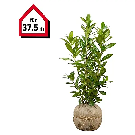 Piardino  Kirschlorbeer Caucasica