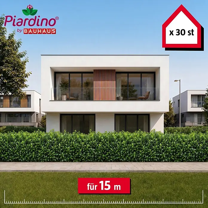 Piardino Kirschlorbeer Caucasica - 125 cm - 150 cm, Prunus laurocerasus 'Caucasica', 30 Stk. - Üppige grüne Hecke vor modernem Haus, 30 Stück reichen für 15 Meter Länge.