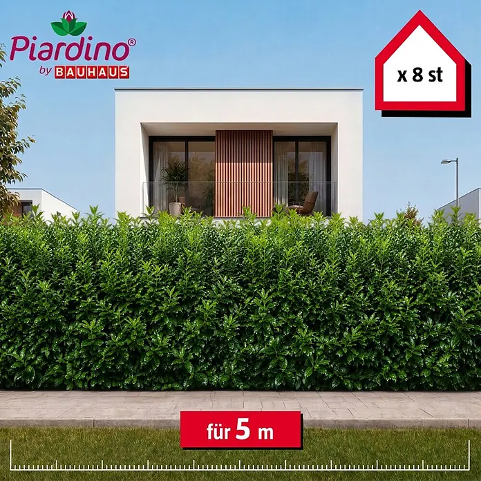 Piardino Kirschlorbeer Caucasica - 175 cm - 200 cm, Prunus laurocerasus 'Caucasica', 8 Stk. - Grüne Heckenpflanzen, 8 Stück für 5 Meter Hecke.