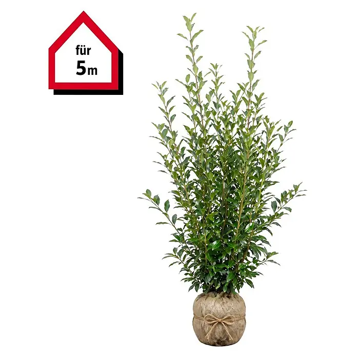 Piardino Kirschlorbeer Caucasica - 175 cm - 200 cm, Prunus laurocerasus 'Caucasica', 8 Stk. - Üppige Grünpflanze in einem mit Sackleinen umwickelten Topf mit Schleife. Ein Symbol weist auf 'für 5m' hin.
