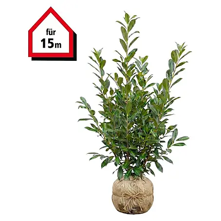 Piardino  Kirschlorbeer Caucasica
