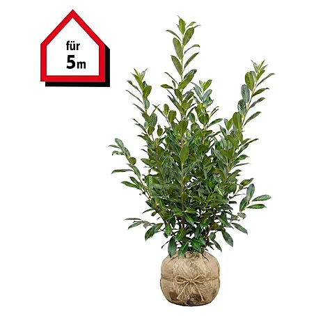 Piardino  Kirschlorbeer Caucasica