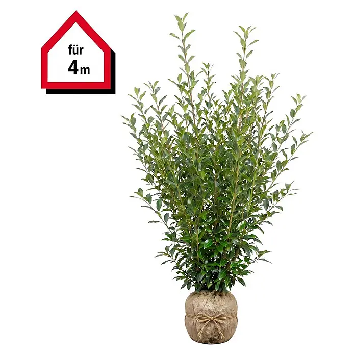 Piardino Kirschlorbeer Caucasica - 200 cm - 225 cm, Prunus laurocerasus 'Caucasica', 8 Stk. - Grüne, belaubte Pflanze im Juteballen, mit Schnur gebunden. Kennzeichnung "für 4m".