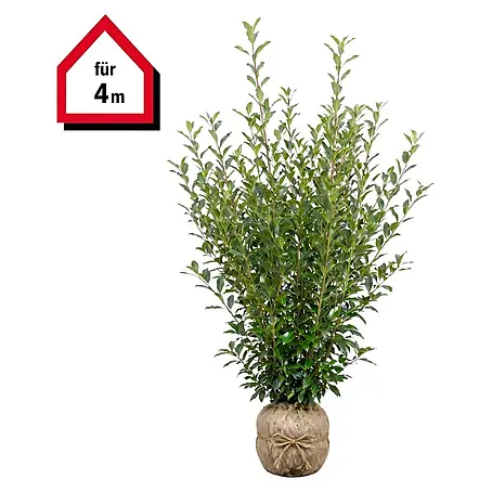 Piardino  Kirschlorbeer Caucasica