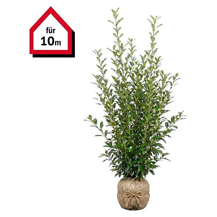 Piardino Kirschlorbeer Caucasica - 175 cm - 200 cm, Prunus laurocerasus 'Caucasica', 15 Stk. - Kompakte Grünpflanze im Jutesack, beschriftet für 10 Meter.