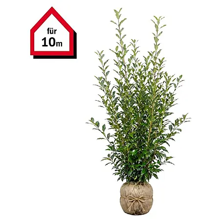 Piardino  Kirschlorbeer Caucasica