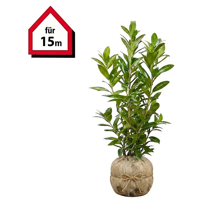 Piardino Kirschlorbeer Caucasica - 80 cm - 100 cm, Prunus laurocerasus 'Caucasica', 30 Stk. - Grüne, blättrige Pflanze mit im Jutesack verpacktem Wurzelballen und rotem Haus-Piktogramm „für 15m“.