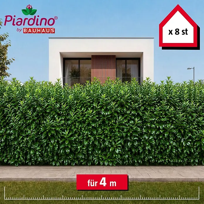 Piardino Kirschlorbeer Caucasica - 200 cm - 225 cm, Prunus laurocerasus 'Caucasica', 8 Stk. - Üppige grüne Heckenpflanzen, 8 Stück für 4 Meter, bilden eine dichte Begrenzung vor einem modernen Haus.