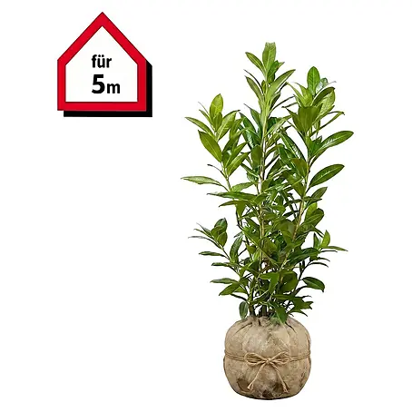 Piardino  Kirschlorbeer Caucasica