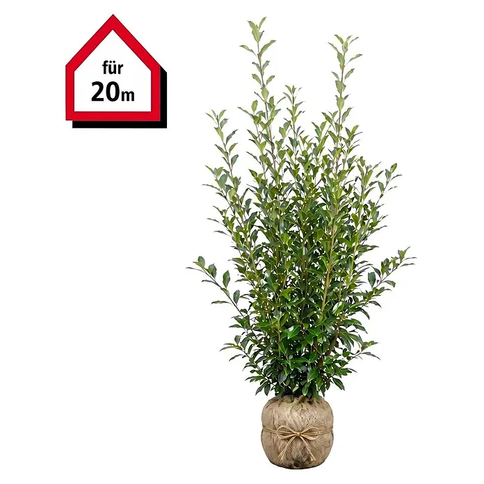 Piardino Kirschlorbeer Caucasica - 175 cm - 200 cm, Prunus laurocerasus 'Caucasica', 30 Stk. - Grüne Topfpflanze im Jutesack, mit rotem Haussymbol 'für 20m'.