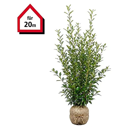 Piardino  Kirschlorbeer Caucasica