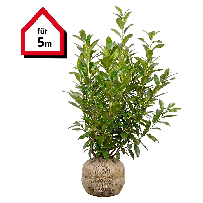 Piardino Kirschlorbeer Caucasica - 125 cm - 150 cm, Prunus laurocerasus 'Caucasica', 10 Stk. - Grüne Heckenpflanze mit Wurzelballen in Jutegewebe, für 5m geeignet.