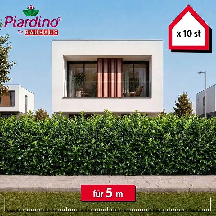 Piardino Kirschlorbeer Novita - 125 cm - 150 cm, Prunus laurocerasus 'Novita', 10 Stk. - Dichte grüne Piardino by Bauhaus Hecke, 10 Pflanzen für 5 Meter, als Sichtschutz vor modernen Häusern.