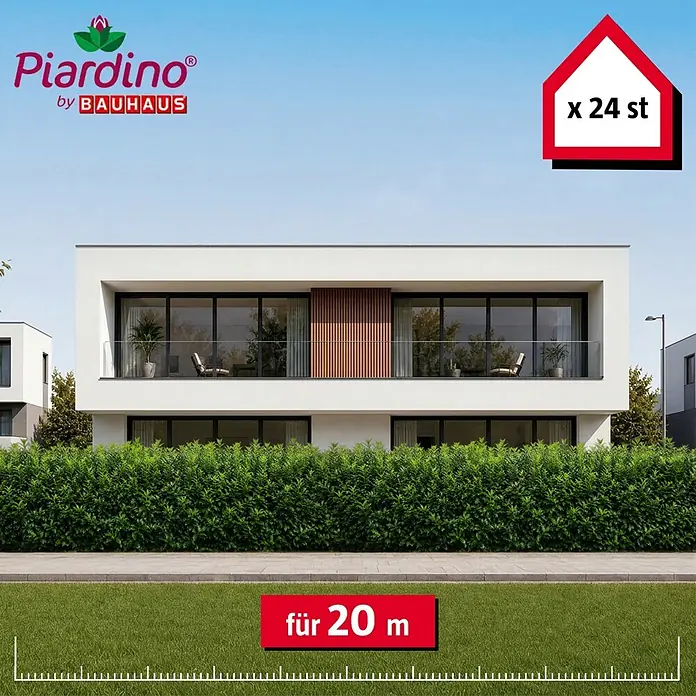 Piardino Kirschlorbeer Novita - 175 cm - 200 cm, Prunus laurocerasus 'Novita', 24 Stk. - Piardino by Bauhaus grüne Heckenpflanzen, 24 Stück, für 20 Meter Landschaftsgestaltung, vor einem modernen Haus.