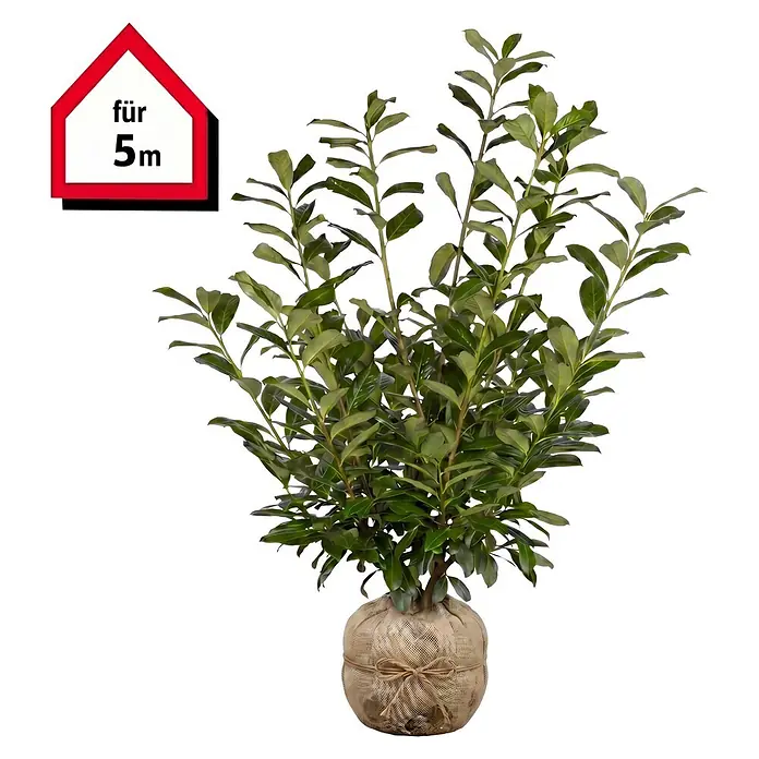 Piardino Kirschlorbeer Novita - 175 cm - 200 cm, Prunus laurocerasus 'Novita', 6 Stk. - Grüner Blattpflanze mit in Jute gewickelten Wurzeln. Ein hausförmiges Etikett zeigt 'für 5m'.