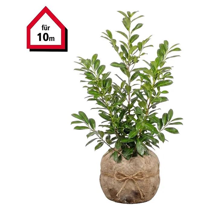 Piardino Kirschlorbeer Novita - 80 cm - 100 cm, Prunus laurocerasus 'Novita', 20 Stk. - Grünpflanze im Jutesack mit „für 10m“-Etikett.