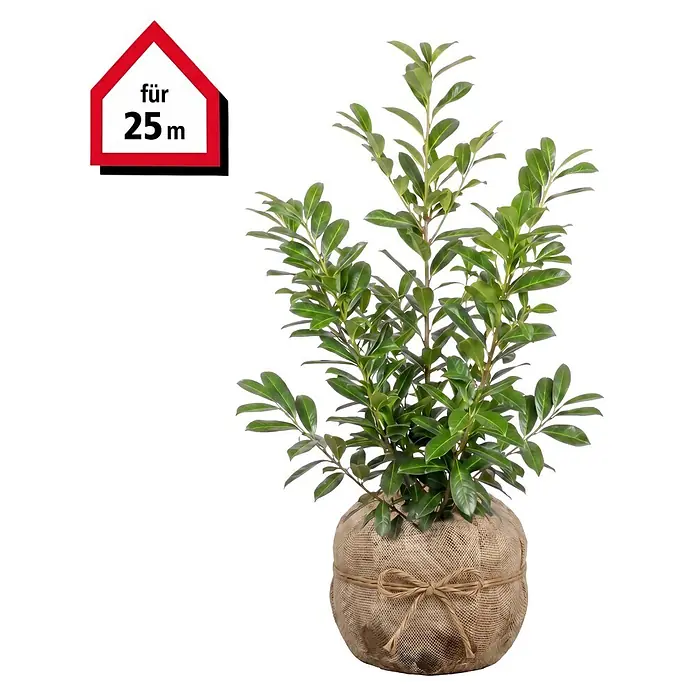 Piardino Kirschlorbeer Novita - 80 cm - 100 cm, Prunus laurocerasus 'Novita', 50 Stk. - Grüne Pflanze mit Wurzelballen in Jutegewebe. Ein Haus-Symbol sagt 'für 25 m'.