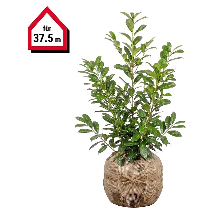 Piardino Kirschlorbeer Novita - 80 cm - 100 cm, Prunus laurocerasus 'Novita', 75 Stk. - Grüne Blattpflanze in Sackleinen-Topf, mit Bindfaden gebunden. Rotes Haus-Etikett mit 'für 37.5 m'.