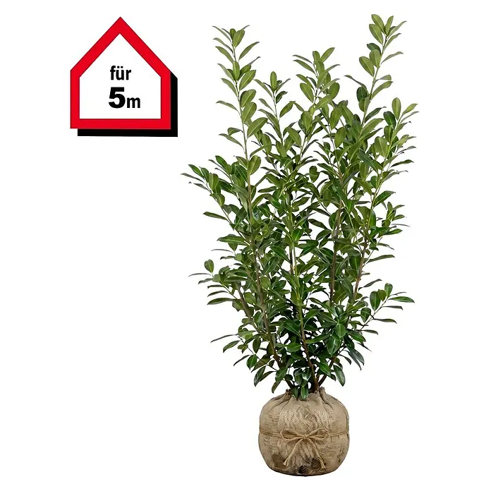 Piardino Kirschlorbeer Novita - 200 cm - 225 cm, Prunus laurocerasus 'Novita', 8 Stk. - Grüne Pflanze im Jutesack mit „für 5m“ Etikett.