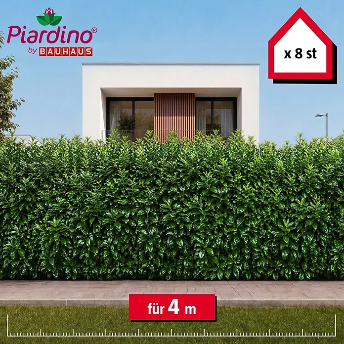 Piardino Kirschlorbeer Novita - 200 cm - 225 cm, Prunus laurocerasus 'Novita', 8 Stk. - Grüne Sichtschutzhecke vor einem modernen Haus. 8 Pflanzen für 4 Meter.