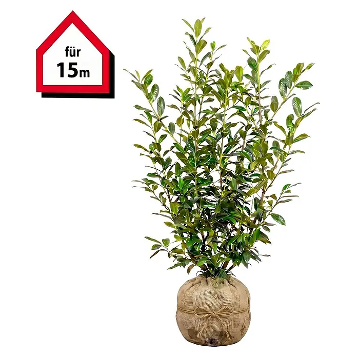 Piardino Kirschlorbeer Novita - 150 cm - 175 cm, Prunus laurocerasus 'Novita', 30 Stk. - Grüne Topfpflanze in einem Jutesack mit einem roten Schild 'für 15m'.
