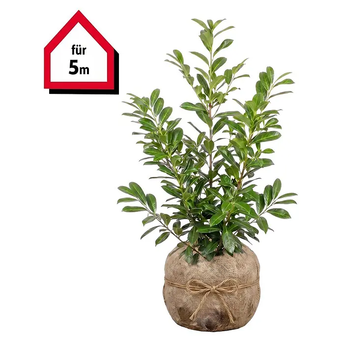 Piardino Kirschlorbeer Novita - 80 cm - 100 cm, Prunus laurocerasus 'Novita', 10 Stk. - Grüne Pflanze mit Blättern, Wurzelballen in Sackleinen gewickelt, und rotem Hausschild 'für 5m'.