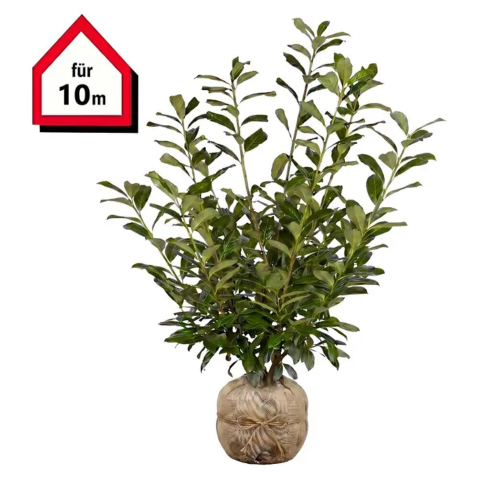 Piardino Kirschlorbeer Novita - 175 cm - 200 cm, Prunus laurocerasus 'Novita', 12 Stk. - Grüne Pflanze mit in Jute gewickeltem Wurzelballen und Schild "für 10m".