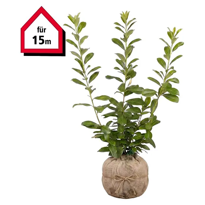 Piardino Kirschlorbeer Novita - 60 cm - 80 cm, Prunus laurocerasus 'Novita', 45 Stk. - Grüne Pflanze mit Blättern im Jutesack, versehen mit einem roten Haus-Etikett 'für 15m'.