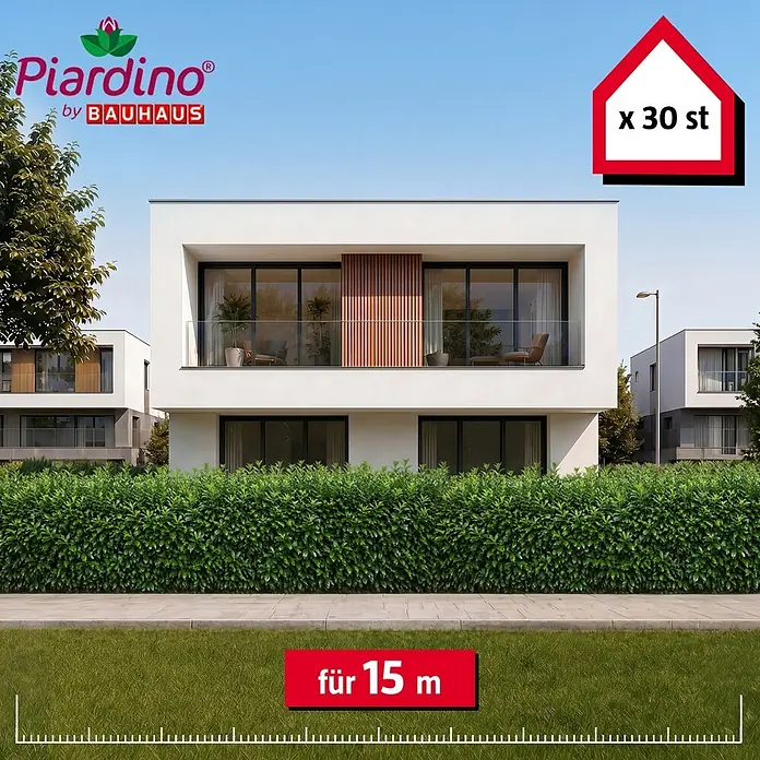 Piardino Kirschlorbeer Novita - 150 cm - 175 cm, Prunus laurocerasus 'Novita', 30 Stk. - Grüne Heckenpflanzen für eine 15 Meter lange Hecke, verkauft in 30er-Packungen.