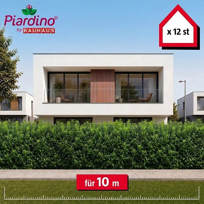 Piardino Kirschlorbeer Novita - 175 cm - 200 cm, Prunus laurocerasus 'Novita', 12 Stk. - 12 grüne Heckenpflanzen (Piardino by Bauhaus) für 10 Meter, als dichte Hecke vor modernen Häusern dargestellt.
