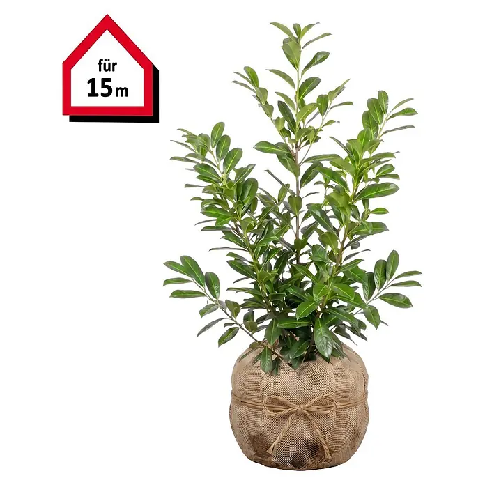 Piardino Kirschlorbeer Novita - 80 cm - 100 cm, Prunus laurocerasus 'Novita', 30 Stk. - Grüne Pflanze im Jutesack-Wurzelballen mit rotem Haus-Etikett 'für 15m'.