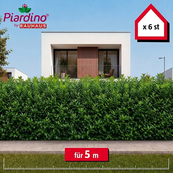 Piardino Kirschlorbeer Novita - 175 cm - 200 cm, Prunus laurocerasus 'Novita', 6 Stk. - Üppige grüne Hecke vor einem modernen Haus, für 5 Meter Länge, 6 Stück.
