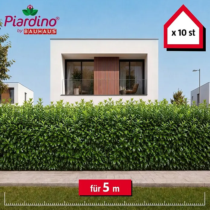 Piardino Kirschlorbeer Novita - 150 cm - 175 cm, Prunus laurocerasus 'Novita', 10 Stk. - 10 grüne Heckenpflanzen für 5 Meter, die eine dichte Gartenhecke bilden.