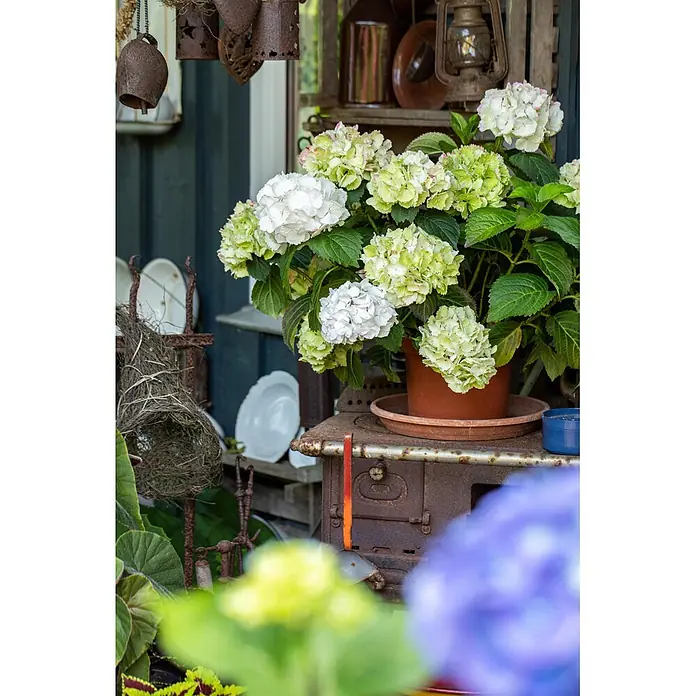 Piardino Bauernhortensie mit 3 bis 4 Blüten - Hydrangea macrophylla, Topfgröße: 13 cm, verschiedene Farben - Topf mit weißen und grünen Hortensien auf einem rostigen antiken Ofen in rustikaler Außendekoration.